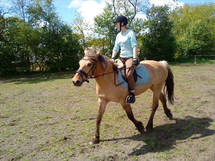 Anden særlig race Dixie (rider) - trav på smuksakken :´) billede 6