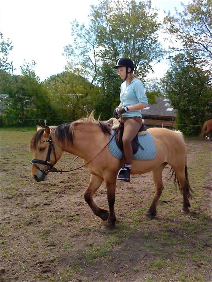 Anden særlig race Dixie (rider) - vi er ved at skridte af<3 billede 7