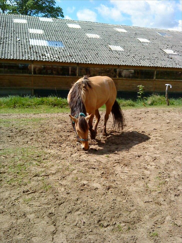 Anden særlig race Dixie (rider) - ruller sig efter en dejlig ridetur.<3 billede 8