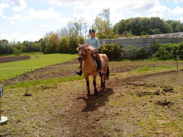 Anden særlig race Dixie (rider) - Parade!<3 billede 9