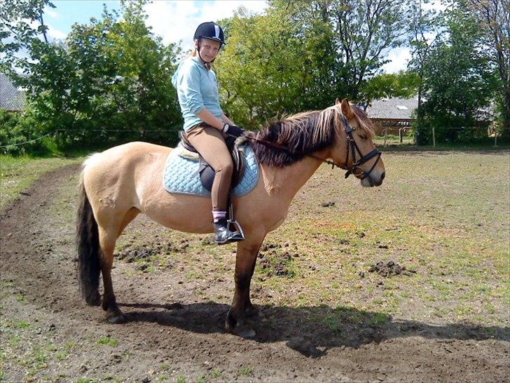 Anden særlig race Dixie (rider) - Parade så der kunne tages et billed.<3 billede 10