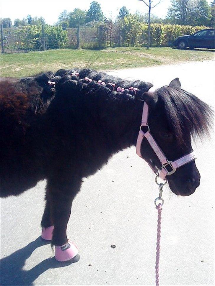 Shetlænder mulle *passer* billede 1