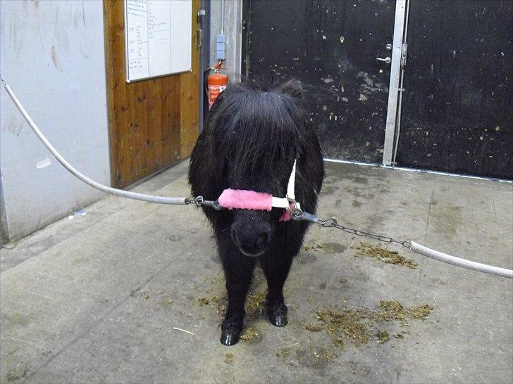 Shetlænder mulle *passer* - jaaaaaaaaa nu skal jeg striles billede 2