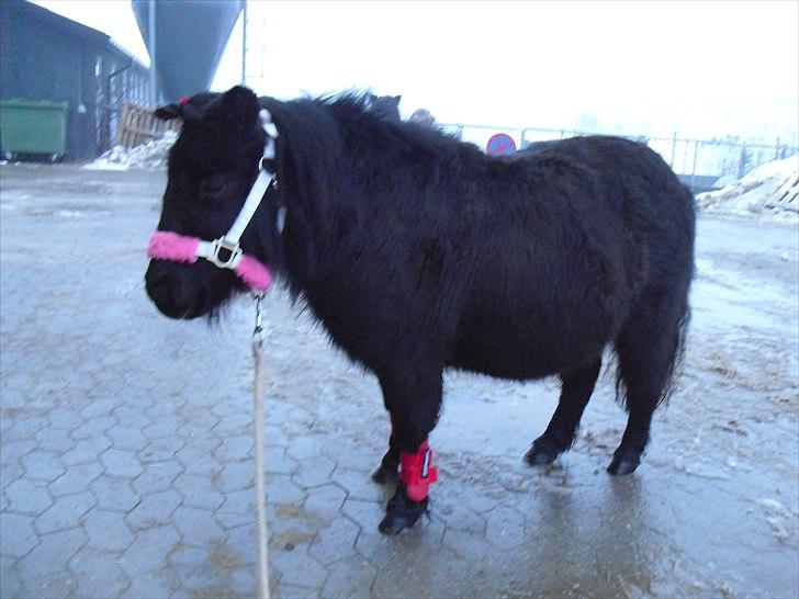 Shetlænder mulle *passer* - se vor flot jeg er billede 3