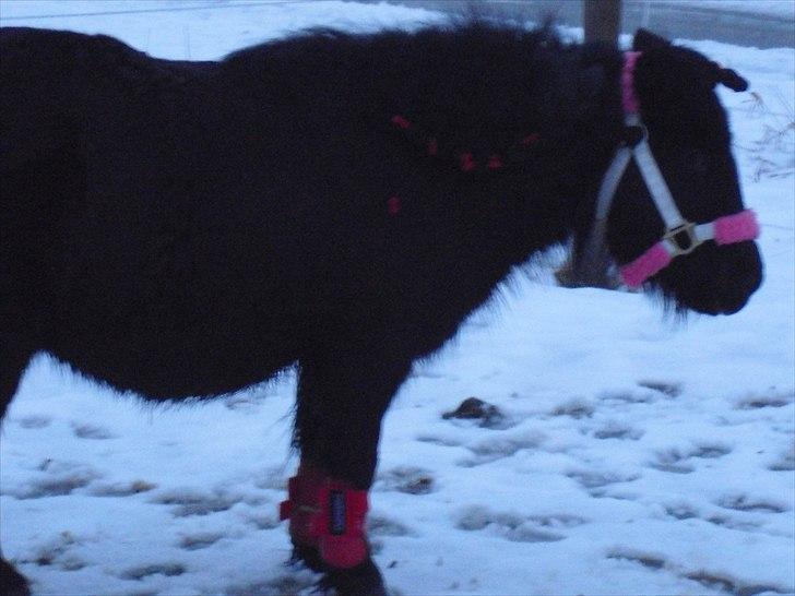 Shetlænder mulle *passer* billede 4