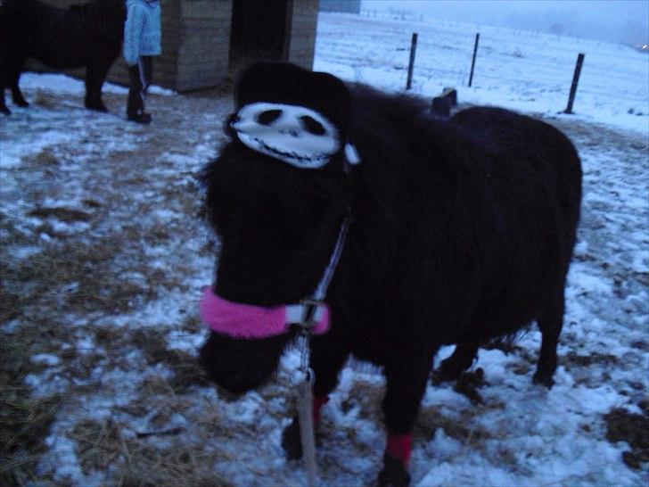 Shetlænder mulle *passer* billede 5