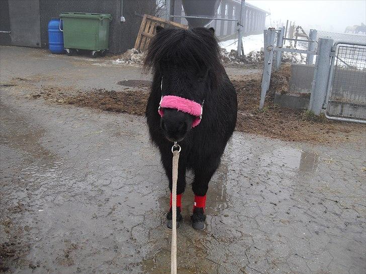 Shetlænder mulle *passer* billede 6