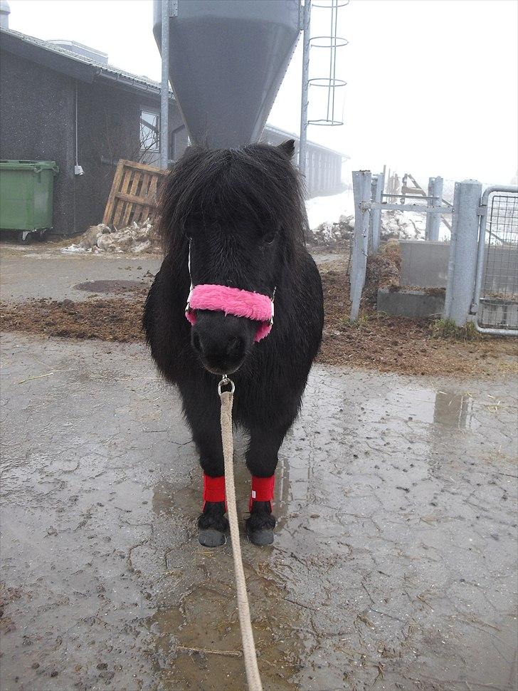 Shetlænder mulle *passer* billede 7