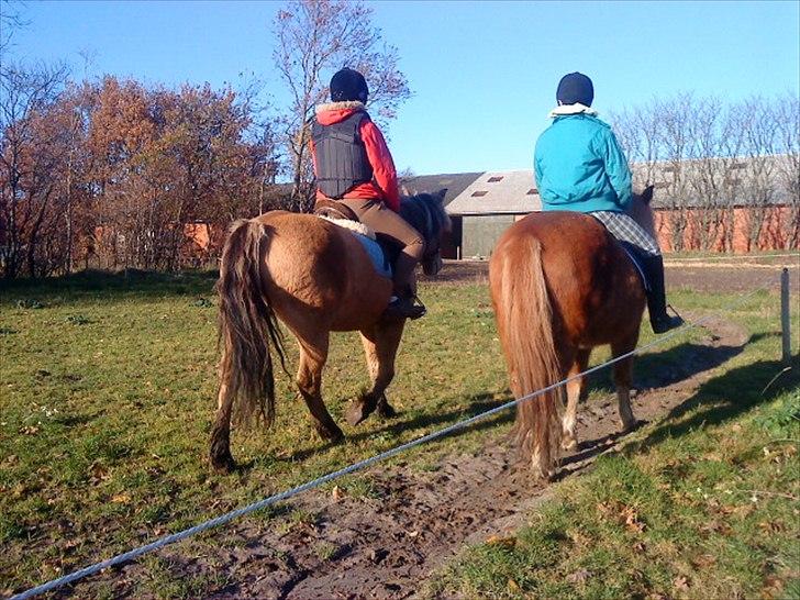 Anden særlig race Dixie (rider) - Dixie og Príns :) billede 11