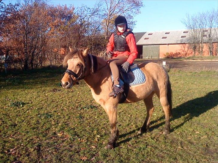 Anden særlig race Dixie (rider) - spænde gjorden :D billede 12