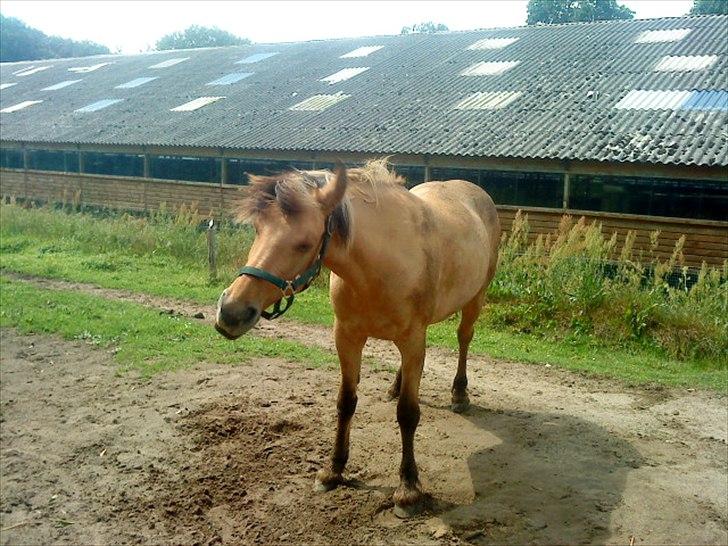 Anden særlig race Dixie (rider) - ryste ryste :) billede 13