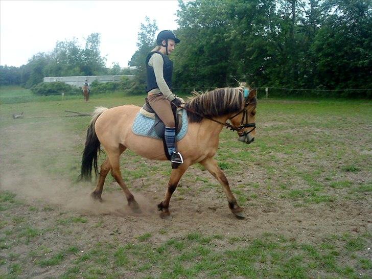 Anden særlig race Dixie (rider) - dygtige dix´ :) billede 14