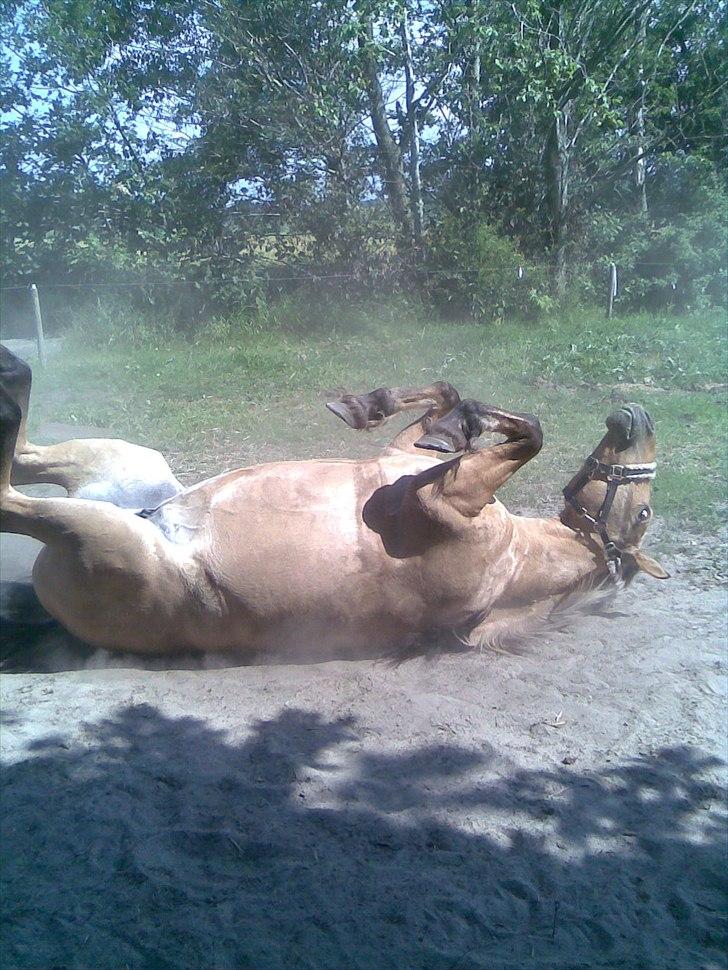Anden særlig race Dixie (rider) - rulle rulle :D billede 15