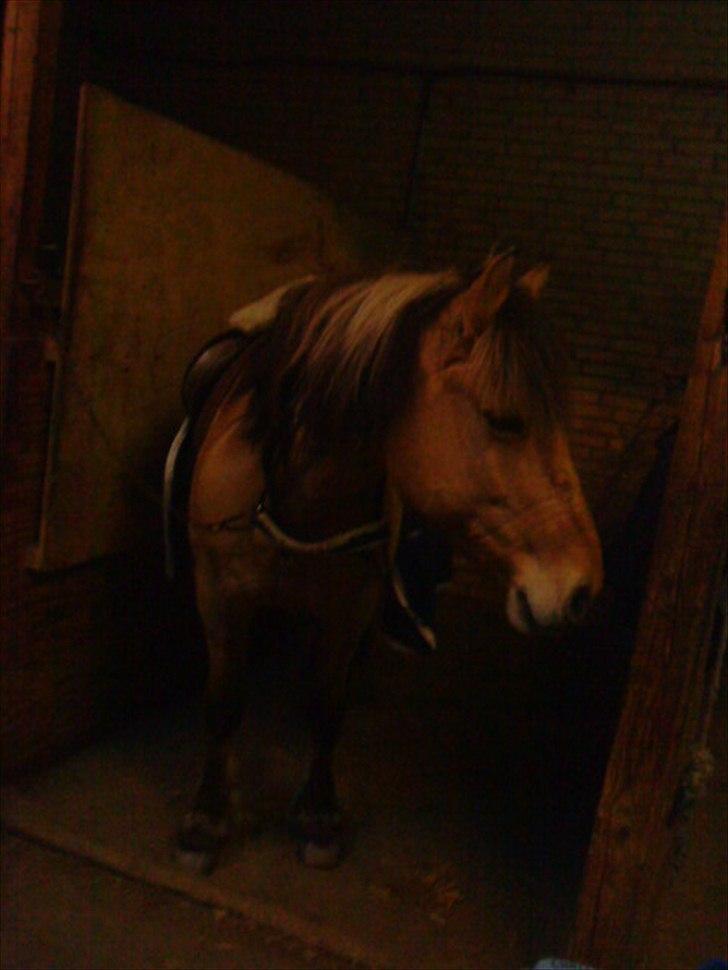 Anden særlig race Dixie (rider) - smukke hest <´33 billede 16