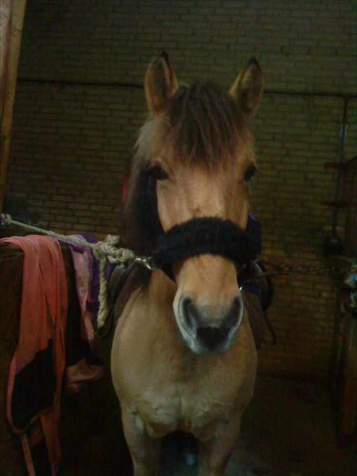 Anden særlig race Dixie (rider) - Dixie i sin flotte pels grime :D billede 17