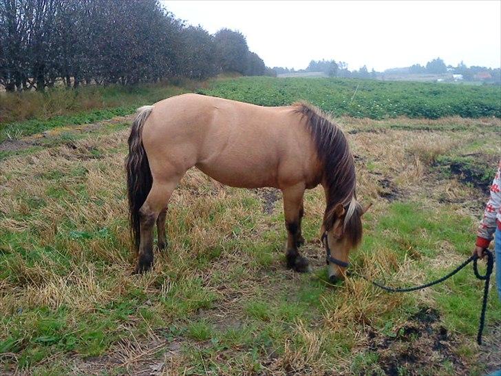 Anden særlig race Dixie (rider) - ude og græsse lidt på marken :) billede 19