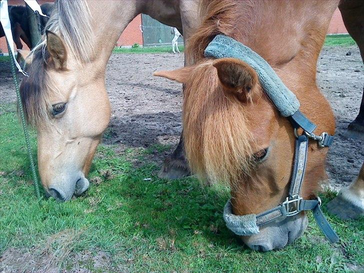 Anden særlig race Dixie (rider) - Dixie og hendes bedste ven Príns <3 billede 20