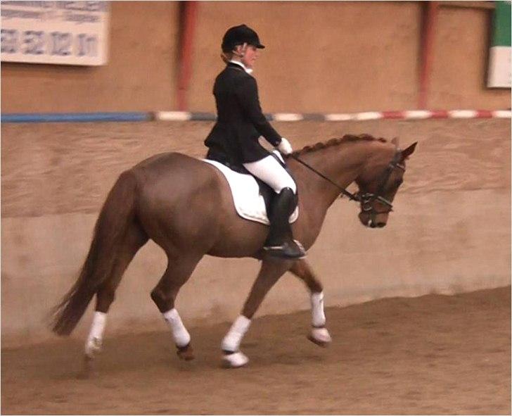 Dansk Varmblod Conquistador - LA1 c-stævne - januar 2011 billede 15