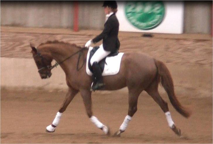 Dansk Varmblod Conquistador billede 16