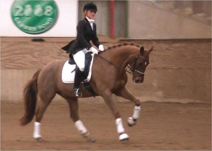 Dansk Varmblod Conquistador billede 18