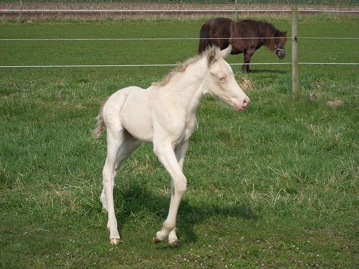 Palomino  Højagers Showtime billede 18