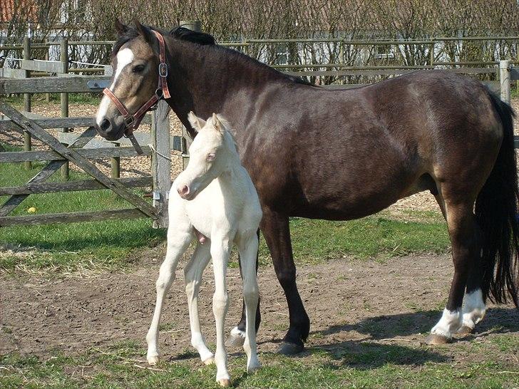 Palomino  Højagers Showtime billede 20