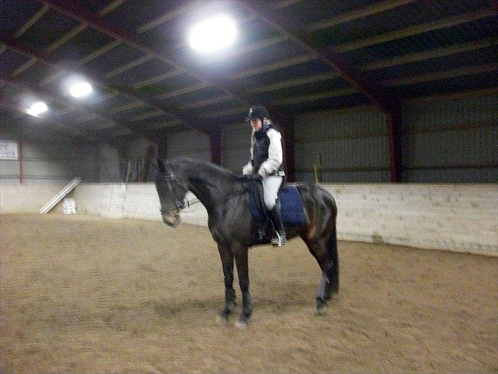 Holstener Shakira billede 7