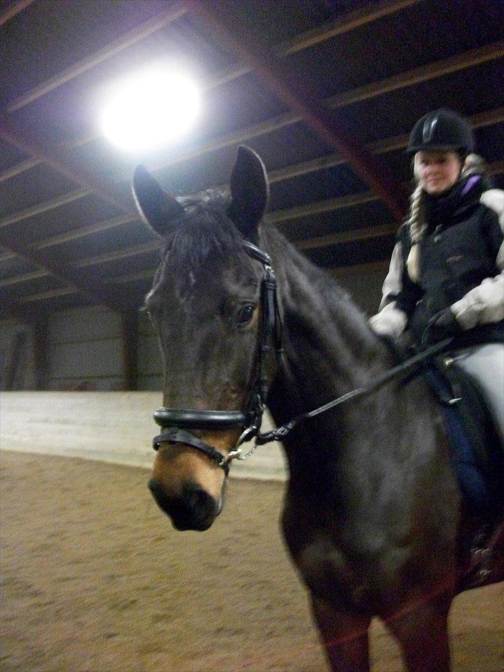 Holstener Shakira billede 8