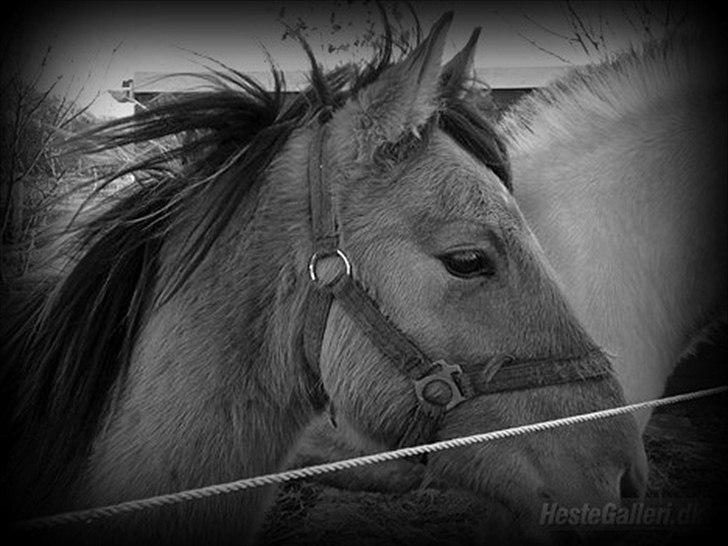 Anden særlig race Hingsten Nikolaj  - september.2010 billede 20
