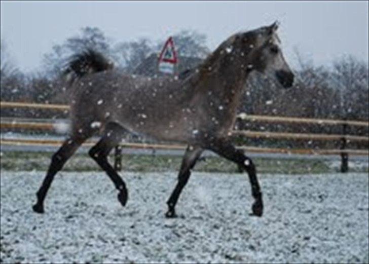 Arabisk fuldblod (OX) Bandolero ( himmelhest;( ) - billede fra midtgaards-arabian louise billede 3