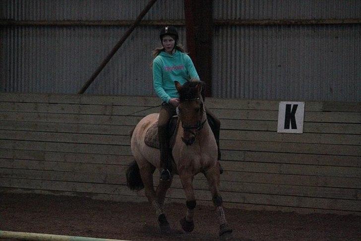 Anden særlig race Pontus - Foto: Katrine Gøransson billede 7