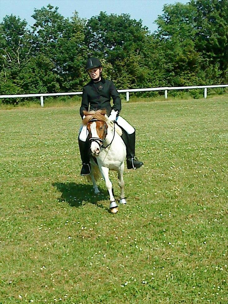 Anden særlig race Lille My *solgt* - Opvarmning til deres første stævne. Nordenskov Rideklub. billede 12