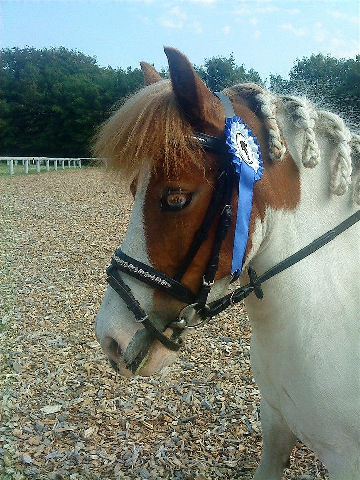 Anden særlig race Lille My *solgt* - Flot 2´plads til deres første stævne, Nordenskov Rideklub. billede 13