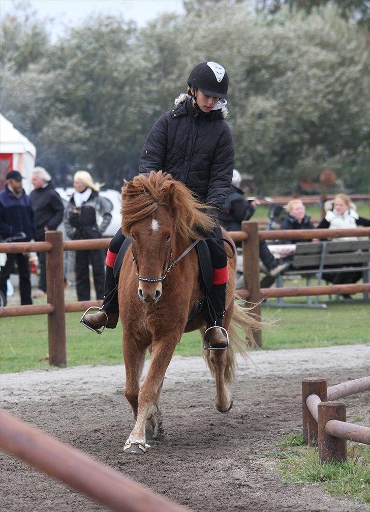 Islænder Draumur fra Rødstenskær - boble 2010 - trav billede 5