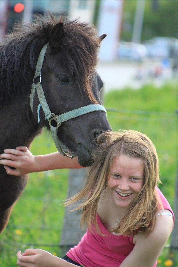 Shetlænder Magnum :) NUMSEN :D <3 - mit helt eget krøllejern :D <3 billede 12