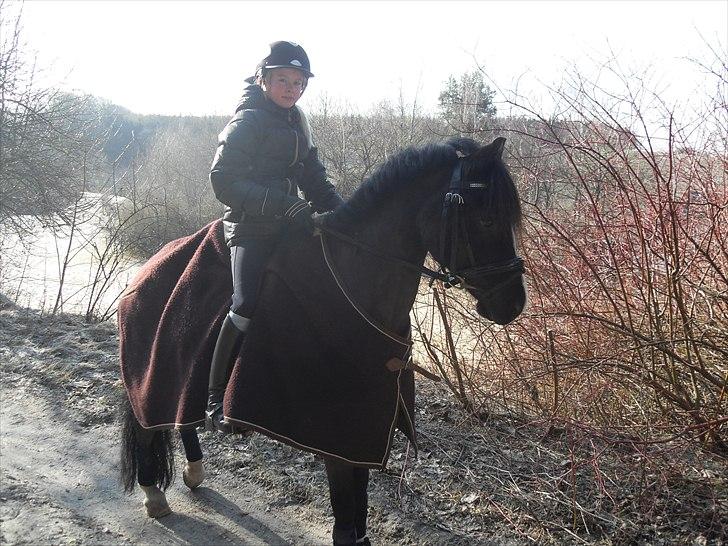 Welsh Pony af Cob-type (sec C) Hestemøllegårds Batman - Skovtur med Batman billede 12