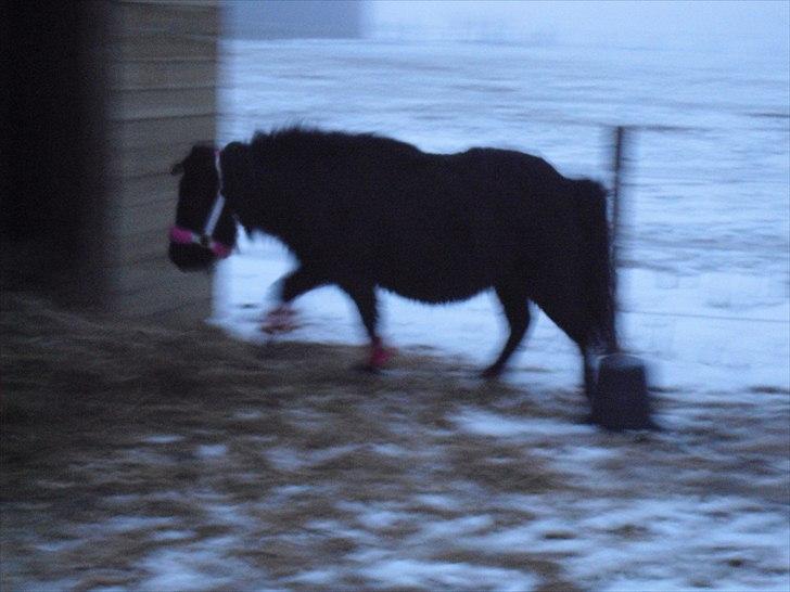 Shetlænder mulle *passer* billede 8