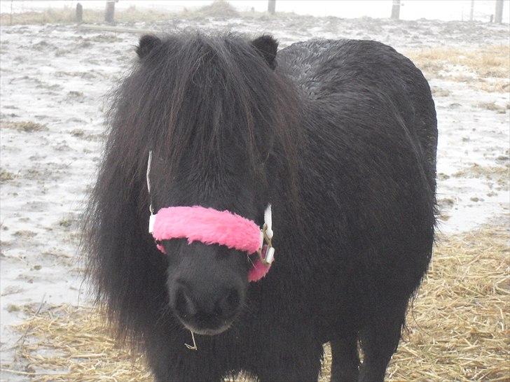 Shetlænder mulle *passer* billede 9