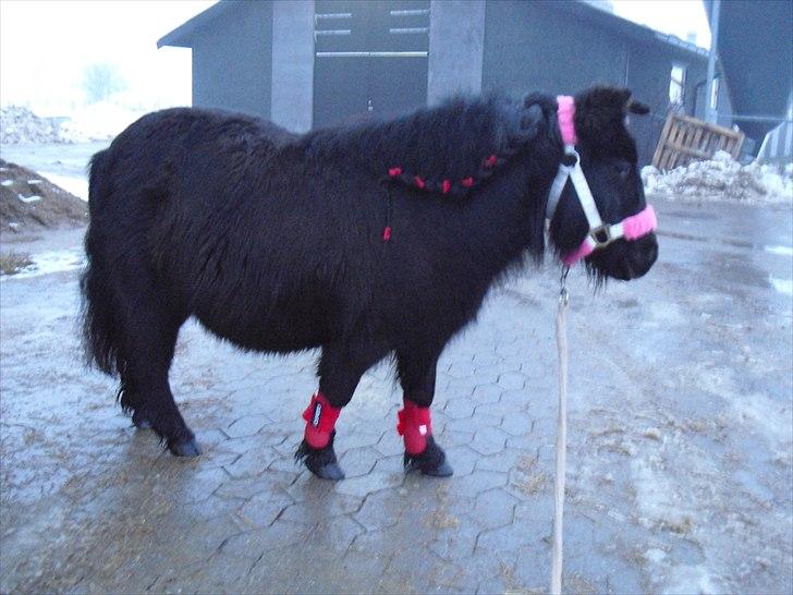 Shetlænder mulle *passer* billede 10