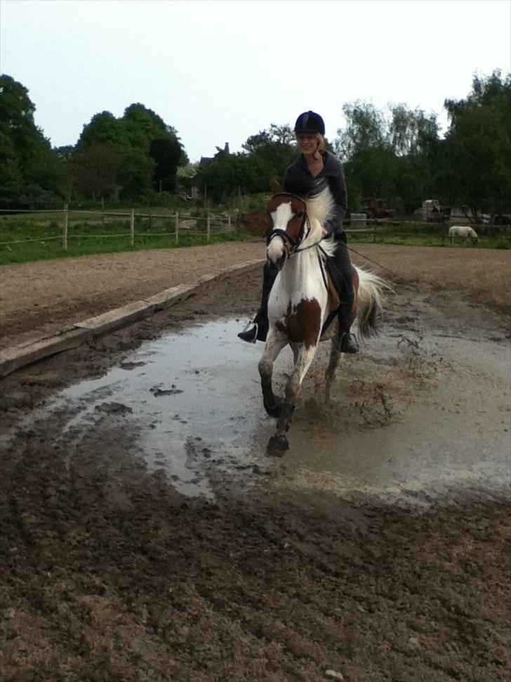 Pinto Zynergy <3 (Baby) - vaaandpyt :D billede 15