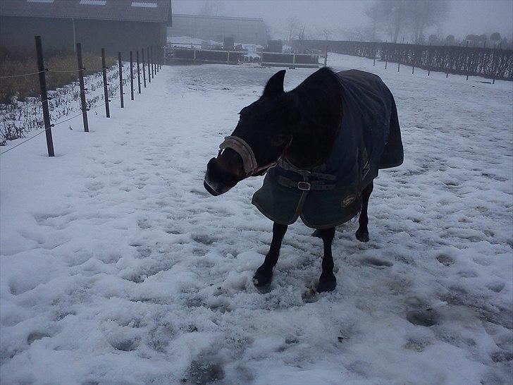 Anden særlig race Brune  [Savnet :'* ] - 16# billede 16