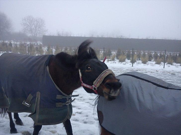 Anden særlig race Brune  [Savnet :'* ] - 17# billede 17