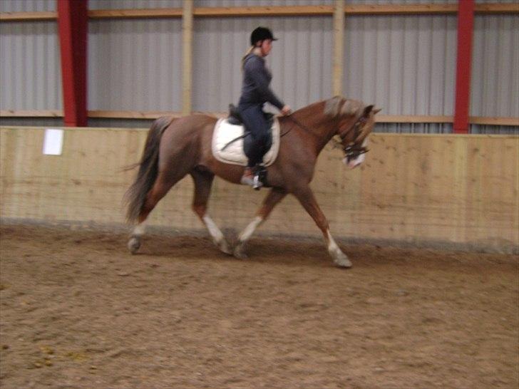 Welsh Cob (sec D) Khesjans Kandi Man - super lækre kandi til ridning... billede 18