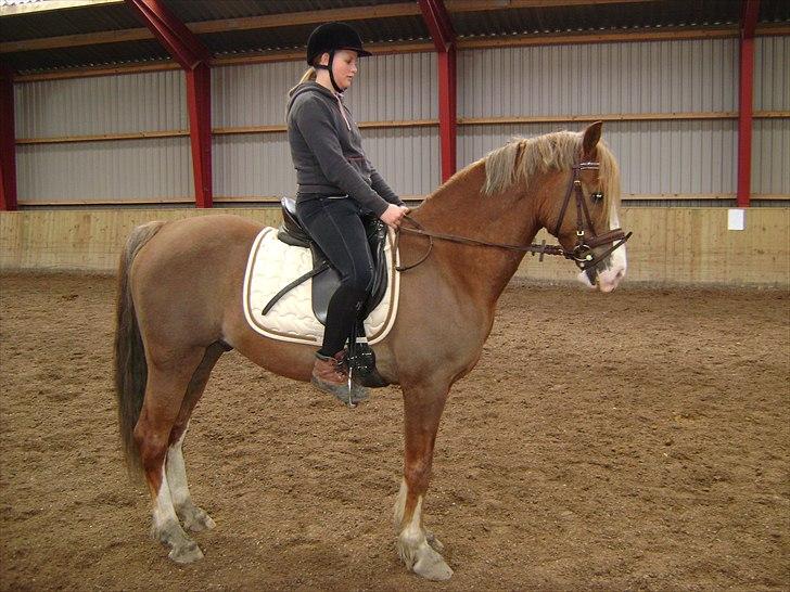 Welsh Cob (sec D) Khesjans Kandi Man - ridning januar 2011 billede 19