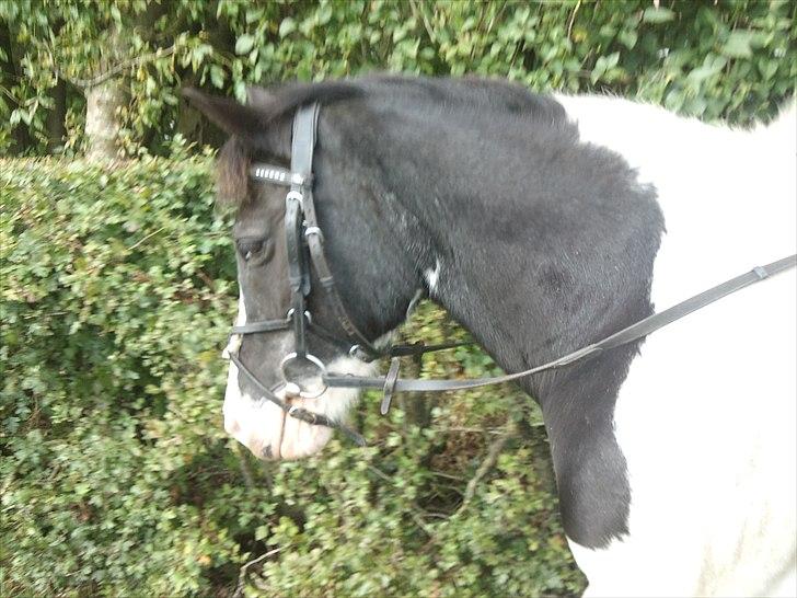 Anden særlig race Musse<33 solgt:'( *du vil altid være i mit hjerte* - På vej hen til ridebanen<3 billede 4