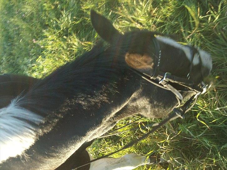 Anden særlig race Musse<33 solgt:'( *du vil altid være i mit hjerte* - Efter en skøn sommer tur(: billede 6