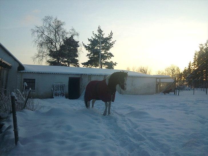 Anden særlig race Musse<33 solgt:'( *du vil altid være i mit hjerte* - Musse på en skøn vinter dag<3 billede 7
