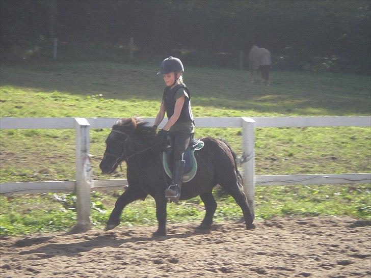 Shetlænder Prins - Prins og mig i fuld galop.... :-) billede 4
