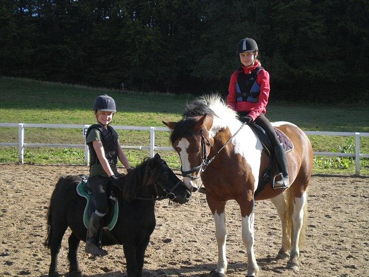 Shetlænder Prins - Prins, Cody, Frederikke og mig billede 5