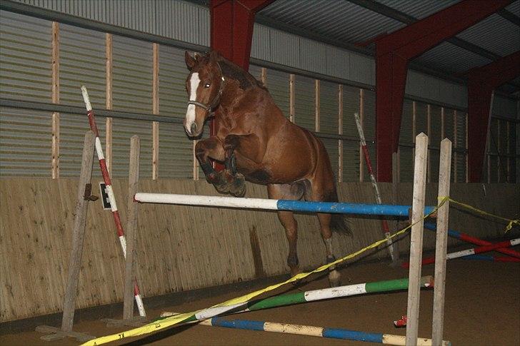 Dansk Varmblod Trekroners Godson (SOLGT) billede 20